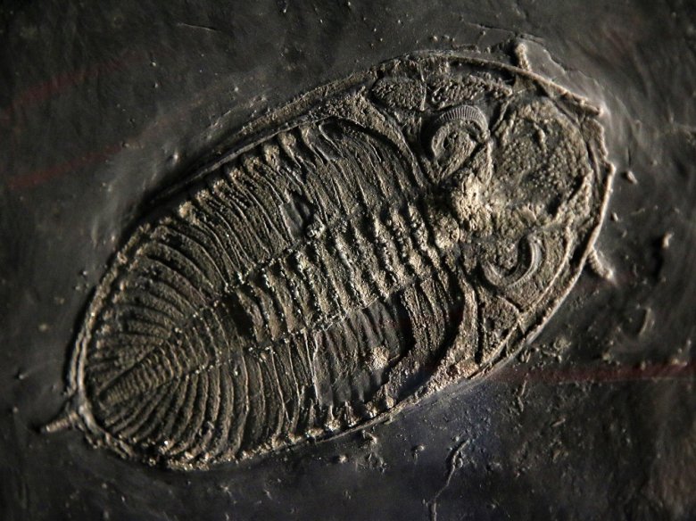 Foto: Trilobit in Schiefer