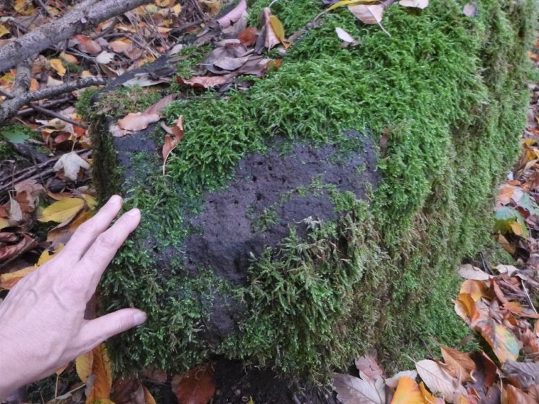 Foto: Basaltblock im Buchwald