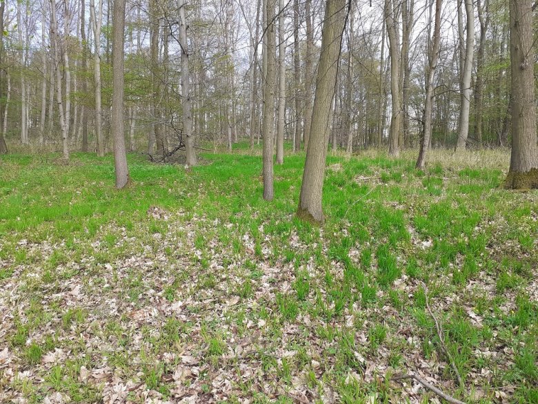 Foto: Wald im Frühjahr