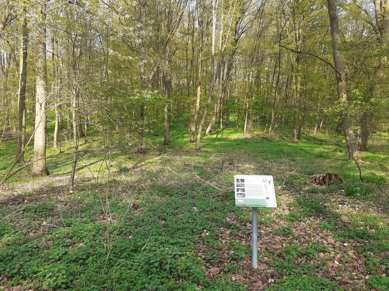 Foto: Station 21 Blick in den Wald