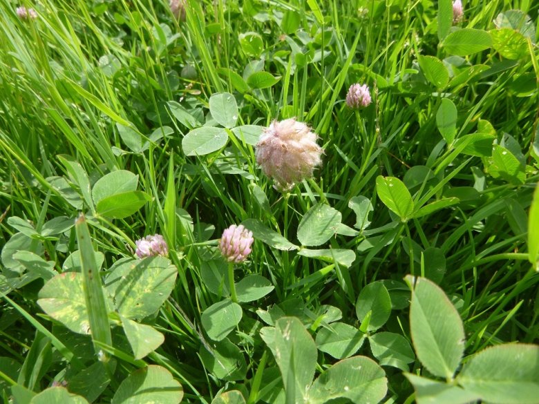 Foto: Erdbeerklee mit Blüten