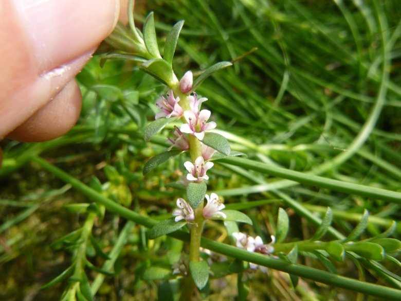 Foto: Salz-Milchkraut mit Blüten