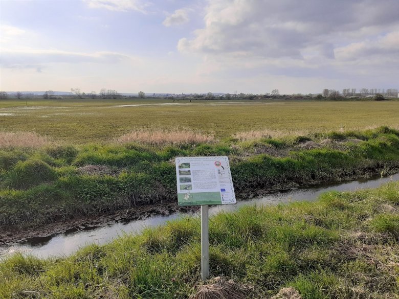 Foto: Weidefläche in der "Kuhweide" an Station 26