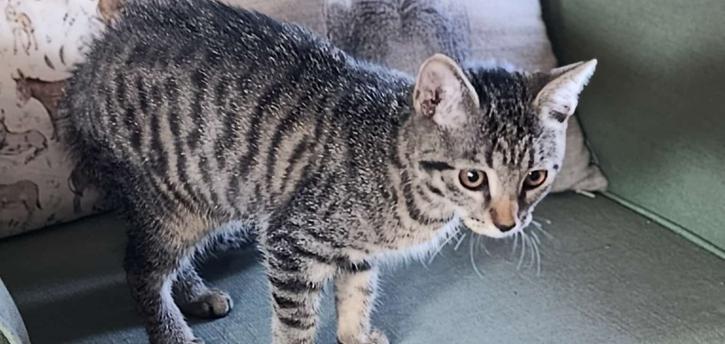 Foto Katze