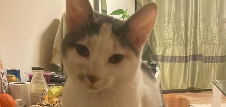 Foto Katze