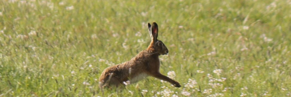 Foto Hase auf der Wiese